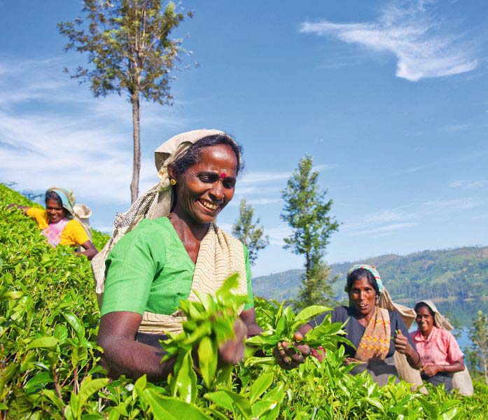 Women Tea Pickers in Sri Lanka