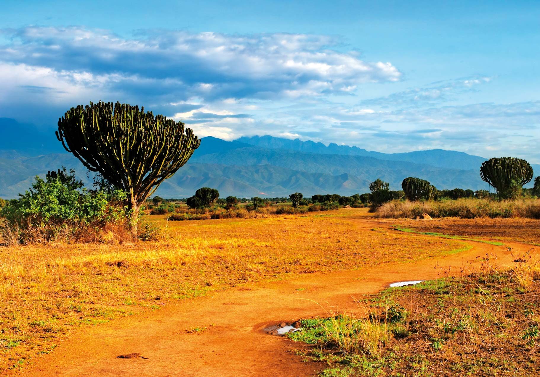 African savanna, Queen Elizabeth National Park, Uganda